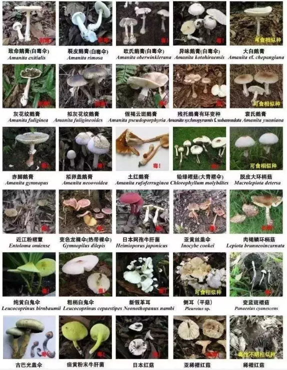 毒蘑菇科普——这种东西,虽然美味,却也致命